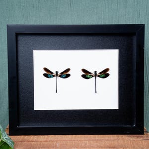 Metallic Dragonfly Damselfly Pair (Euphaea variegata) Blue Green Iridescent In Shadow Box Frame With Glass Entomology Display