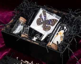 Oddities Mystery Box: Bones, Teeth, Entomology Specimens, Butterflies + more