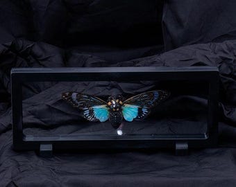Beautiful Blue Cicada Tosena Splendida in Display Case