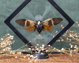 Giant Orange Black Coconut Cicada (Angamiana Floridula) in Display Case