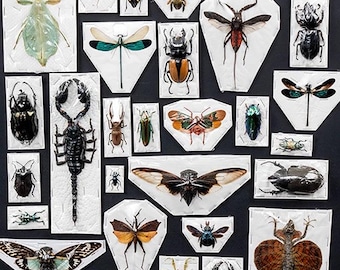 25 A-1 Homoderus Gladiator Cameroon 35-43mm, Large Lucanid Stag