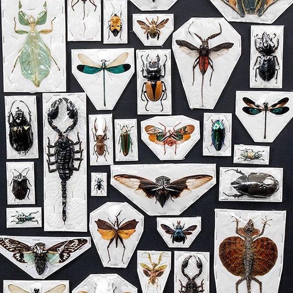 Premium Mixed Specimen Packs!