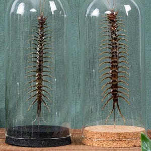 May include: Two glass cloches, each displaying a preserved centipede specimen. One sits on a black base, the other on a cork base. The arthropods are brown with many legs, set against a green backdrop.