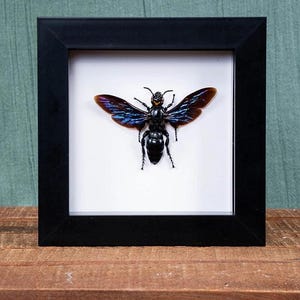 Giant Iridescent Wasp Megascolia velutina ducalis In Shadow Box Frame Entomology Rare Display