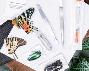 Entomology Pinning & Spreading Insect Tool Kit | Packs of Butterflies or Beetles
