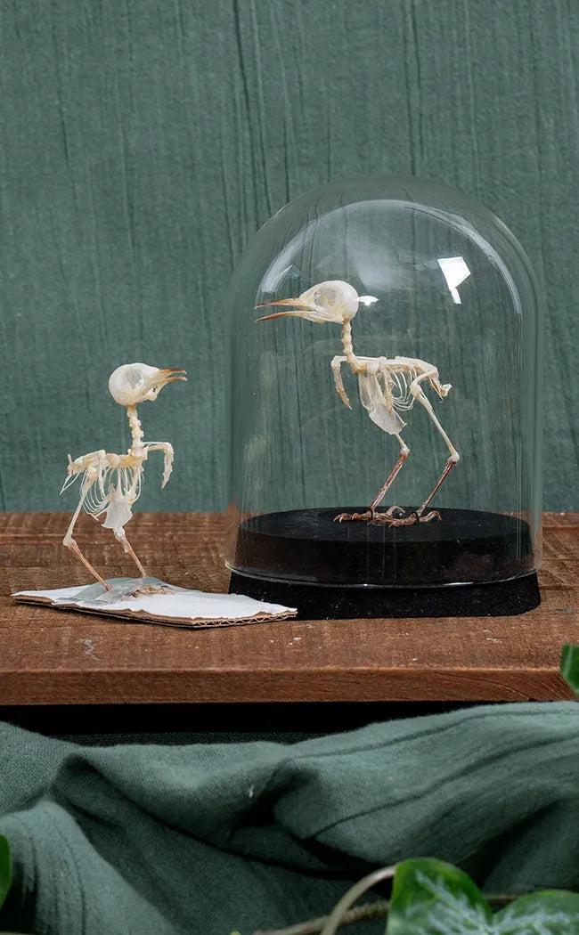 Squelette D'oiseau Taxidermie Osteologie Airan 14370 Collection