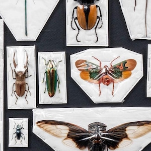 Premium Mixed Specimen Packs! image 2