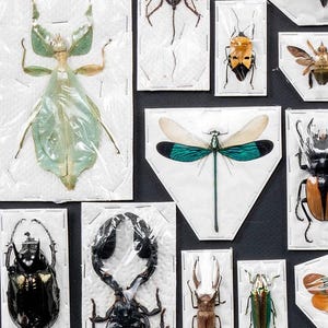 Premium Mixed Specimen Packs! image 3