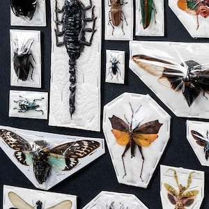 Premium Mixed Specimen Packs! image 6
