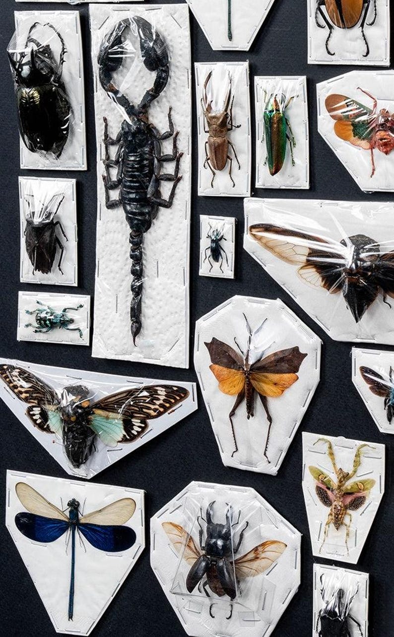 Premium Mixed Specimen Packs! image 6