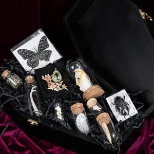 Oddities Curiosity Mystery Box | Large | Selection of Bones Teeth Vials Entomology Specimens Beetles Butterflies Fossils Skulls