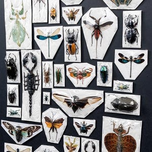 Premium Mixed Specimen Packs! image 5