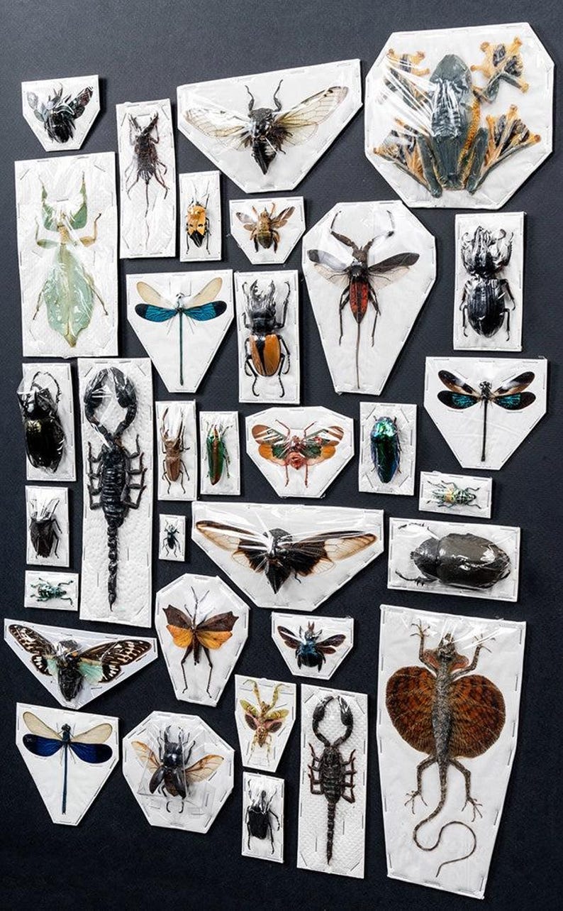 Premium Mixed Specimen Packs! image 5