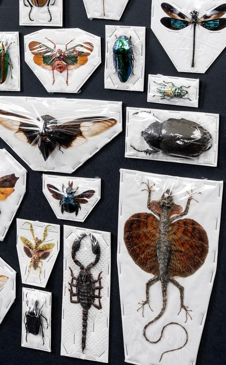 Premium Mixed Specimen Packs! image 4