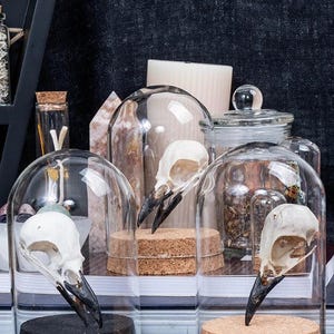 Real Magpie (Pica pica) Skulls in Glass Dome