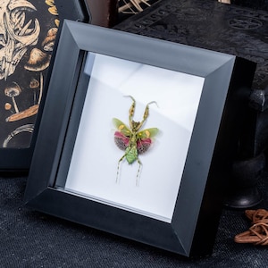 Framed Orchid Praying Mantis (Creobroter gemmatus) in Shadow Box