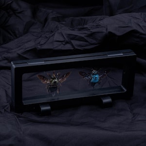 Blue Carpenter Bee Male & Female in Display Case (Xylocopa caerulea)