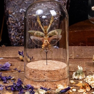 Bönsyrsa med äkta juveler och blommor i glasdisplay, kupolformad cloche