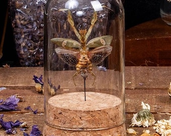 Mantide religiosa con veri fiori gioiello in una campana di vetro espositiva
