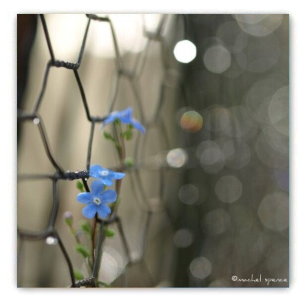 Forget-me-not's On Fence Photograph Print Blue Purple Flowers Climbing Fence