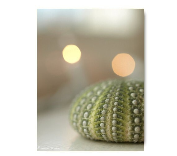 Urchin Photograph Urchin Print Ocean Print Green Urchin Sea Etsy