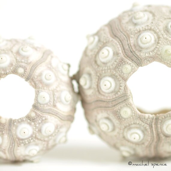 Items similar to Sea Urchin Photograph Urchin Print Affordable Home