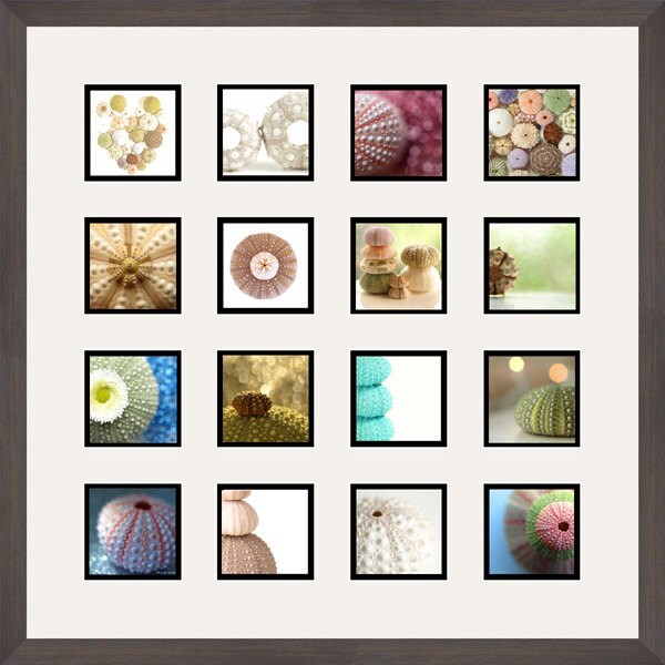 Sea Urchin Photography Collection 16 5X5 Metallic Prints Ocean Etsy