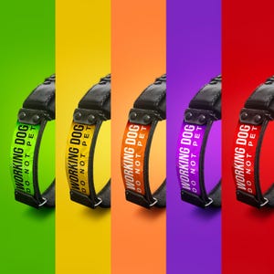 May include: Five black leather dog collars with a white "WORKING DOG DO NOT PET" label. The collars are displayed against a background of five different colors: green, yellow, orange, purple, and red.