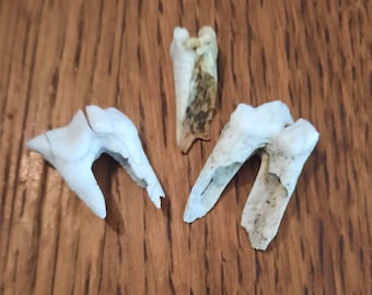 Montana Bison Buffalo Teeth for your Bizarre Creative Pleasure
