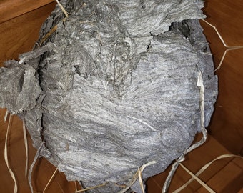 Large Wasp or Hornet Nest Paper for Your Creative Endeavors