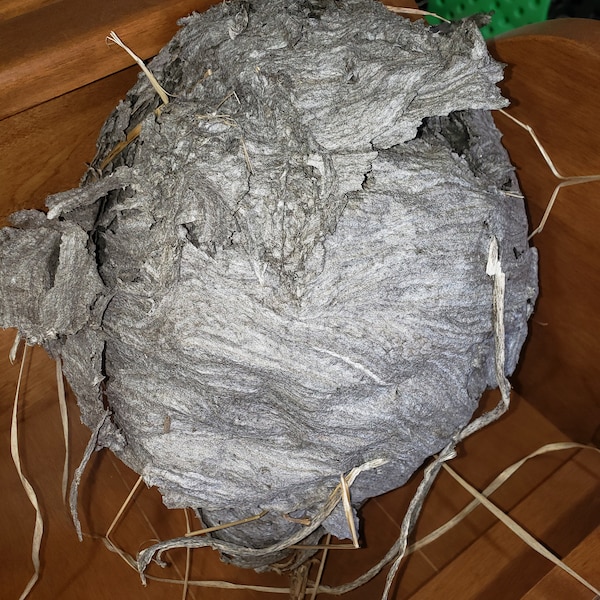 Large Wasp or Hornet Nest Paper for Your Creative Endeavors