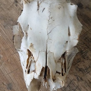 May include: A white animal skull with a few teeth remaining. The skull is on a wooden surface.