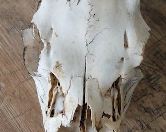 Young Buck Mule Deer Skull