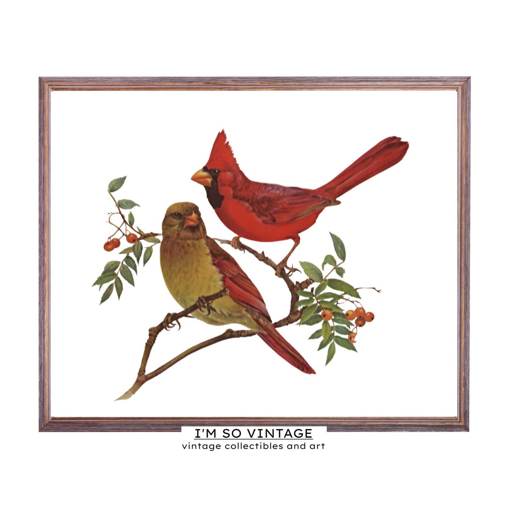 Premium Vector  Cardinal bird, vintage illustration poster.