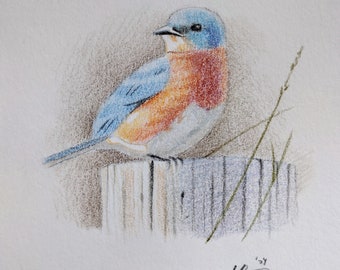 Roadside Bluebird