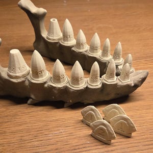 Op de afbeelding: Twee crèmekleurige anatomische kaakmodellen met genummerde tanden worden getoond op een houten oppervlak. Er zijn ook verschillende losse tanden aanwezig. De modellen worden waarschijnlijk gebruikt voor educatieve of medische doeleinden.