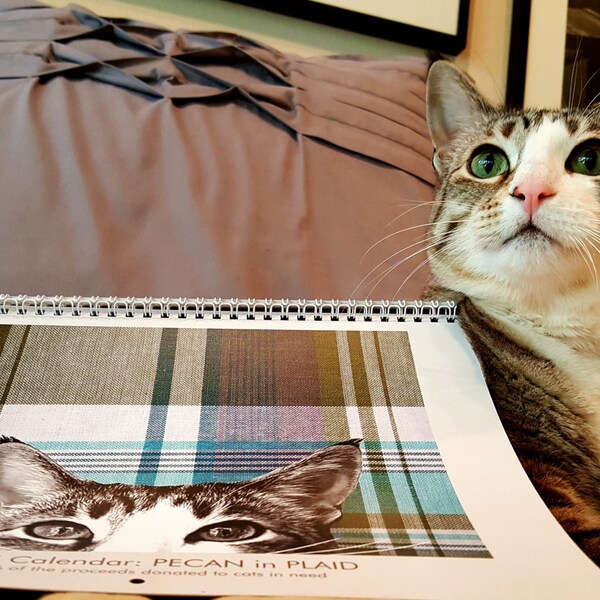 2017 Pecan the Cat Wall Calendar (benefits Toni's Kitty Rescue & the Humane Society)