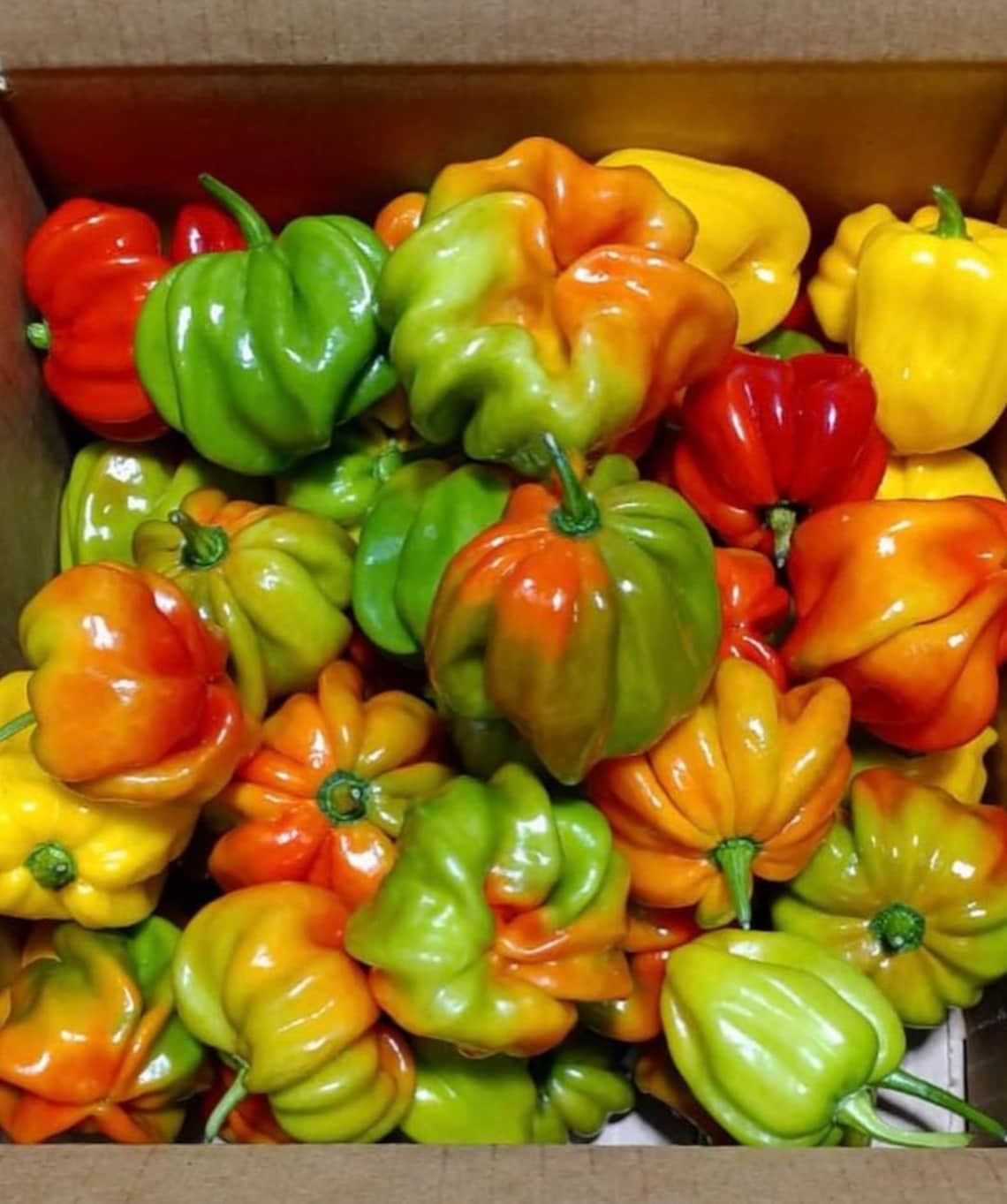 Semi Di Peperone AJI Dulce #1 - Dolce E Gustoso, 50 Semi Per Orto E Balcone - Foto 4