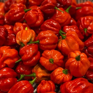 Semillas Aji Cachucha - La Huerta Del Huairao