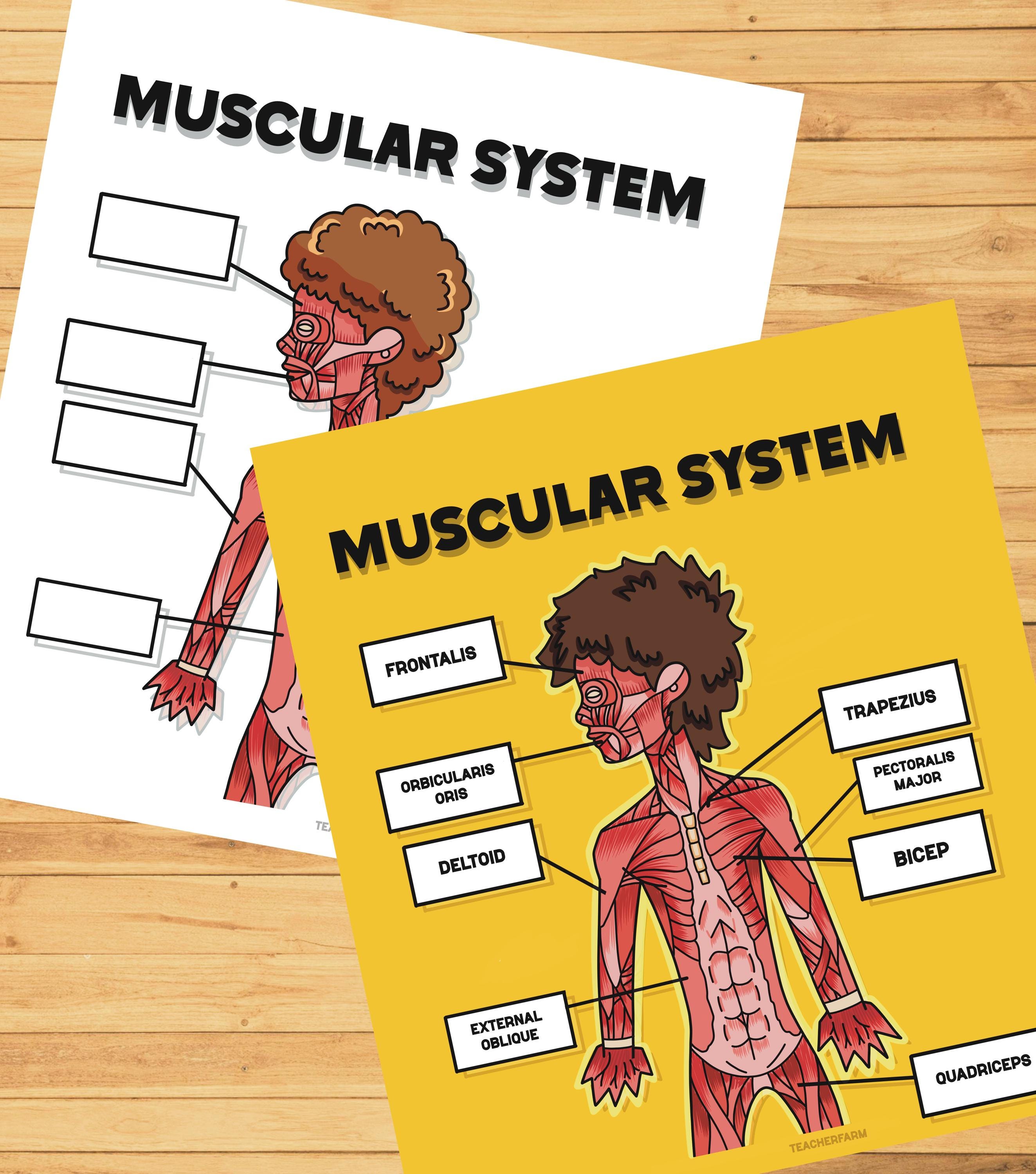 Human Body Anatomy Muscle System, Preschool Learning Activity, Science ...