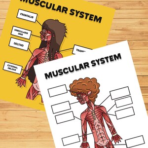 Human Body Anatomy Muscle System, Preschool Learning Activity, Science ...