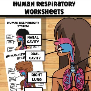 Human Anatomy Respiratory System Girl Edition, Teacher Worksheet Packet, Kids Science Lesson, Kindergarten Anatomy Unit Lesson, Human Body