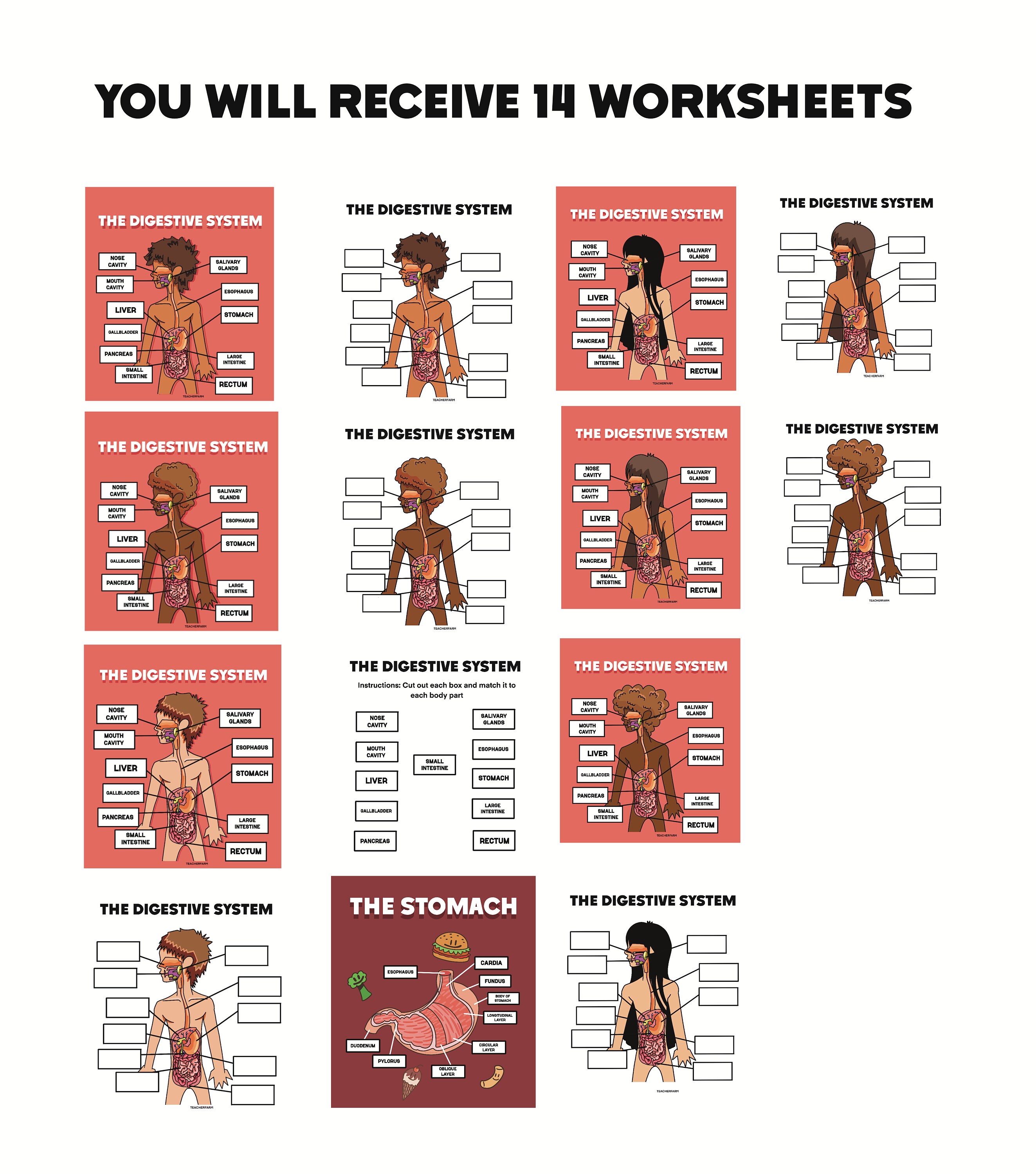 Digestive System Human Body Anatomy Bundle, Kids Science Biology Lesson ...