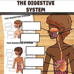 Human Anatomy Body Digestive System, Preschool Learning Activity, Science Lesson Worksheet, Teacher Worksheet Homeschool Curriculum