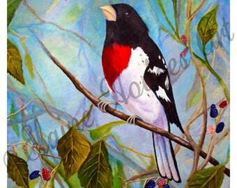 Rose Breasted Gros Beak Bird Art Print from Original Artwork