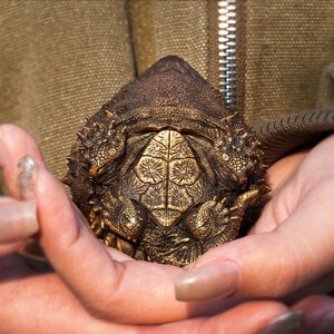 Realistic Alligator Snapping Turtle Statue, handcrafted Snapping Turtle Bronze Figurine, Turtle Sculpture Artwork, Wildlife Lover, Collectible Gifts