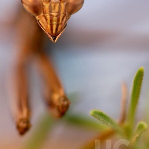 May include: A close-up of a brown praying mantis with large, round eyes. The mantis is in focus, while the background is blurred and out of focus. The mantis is facing the camera with its front legs raised.