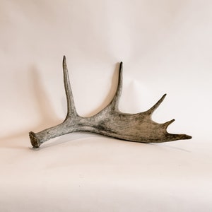 elk antler, elk sheds, dog chew, brown antler, shed decor, antler decor, antler set, large elk antler, antlers, moose antler, moose shed