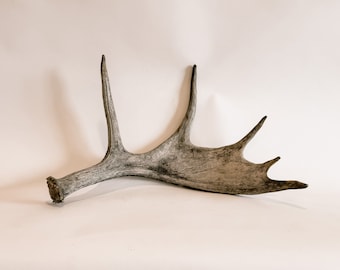 Moose Antler Shed, Natural Dog Chew, Rustic Decor