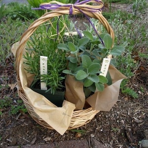 May include: A wicker basket filled with potted herbs, including rosemary, sage, and thyme. The plants are labeled with handwritten tags.